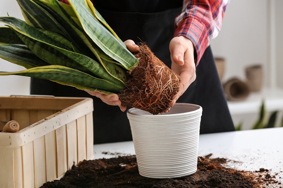 How to Choose Pot Size for Repotting Plants.jpg